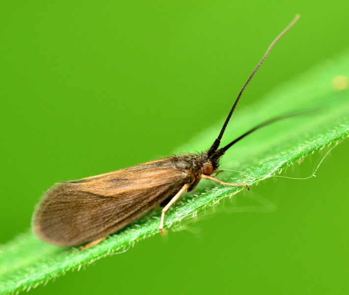 Trichoptera  Goeridae?